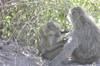 Photo d'avis client sur 6 jours de safari en Lodge en Tanzanie. 2