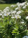 Photo d'avis client sur Feuilles d'automne de la Nouvelle-Angleterre (Classique) 6