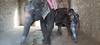 From Delhi : 6 Nights 7 Days Tour of Agra-Jaipur-Delhi & Varanasi customer review photo 4
