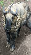 Photo d'avis client sur Aventure au Bhoutan 1