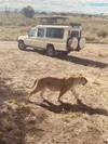 4 Days Luxury & Authentic  Safari featuring Serengeti National Park customer review photo 4