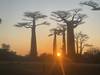 Photo d'avis client sur Baobabs de Madagascar et au- delà 2