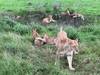 6 Days camping tour in Tanzania's northern circuit best wildlife parks customer review photo 2