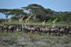 9 - Days Tanzania Family Safari customer review photo 4