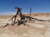 Photo d'avis client sur Parc national d'Etosha, Swakopmund et Sossusvlei (camping) 8 jours 5
