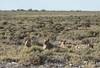 Photo d'avis client sur Parc national d'Etosha, Swakopmund et Sossusvlei (camping) 8 jours 2