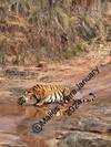 India Tiger Photography Tour customer review photo 3