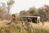 Photo d'avis client sur 6 jours - Milieu de gamme Manyara, Serengeti, Cratère et Tarangire 3