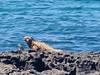 Photo d'avis client sur Le meilleur des Galápagos 3