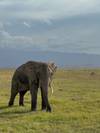 9-Day Kenya Wildlife Luxury Safari- High End customer review photo 3