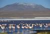 5 Days Uyuni Salt Flats and Colorfull Lagoons from La Paz, Bolivia customer review photo 5
