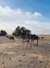 Photo d'avis client sur Circuit de 9 jours au départ de Casablanca : les incontournables du Maroc 1