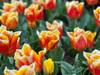 Höhepunkte der Tulpenzeit Foto von Kundenbewertung 1