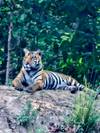 India Wildlife Safari - Asiatic Lions with the Bengal Tigers customer review photo 2