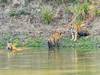 India Wildlife Safari - Asiatic Lions with the Bengal Tigers customer review photo 3