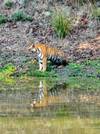 India Wildlife Safari - Asiatic Lions with the Bengal Tigers customer review photo 4