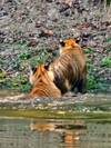 India Wildlife Safari - Asiatic Lions with the Bengal Tigers customer review photo 6