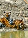 India Wildlife Safari - Asiatic Lions with the Bengal Tigers customer review photo 5