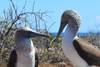 Photo d'avis client sur Galapagos Harmony - 7 jours 1