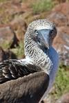 Photo d'avis client sur Galapagos Harmony - 7 jours 6