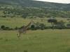 4 Days, 3 Nights Masai Mara and Lake Nakuru Group Joining Safari Using a 4X4 Landcruiser Jeep customer review photo 6
