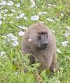 Photo d'avis client sur 6 jours de safari en Lodge en Tanzanie. 1