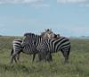 Photo d'avis client sur 6 jours de safari en Lodge en Tanzanie. 2