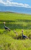 Photo d'avis client sur 6 jours de safari en Lodge en Tanzanie. 5