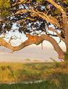 Photo d'avis client sur 6 jours de safari en Lodge en Tanzanie. 6