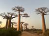 Photo d'avis client sur 9 jours Baobab & Tsingy Family Safaris, Jeep privée et personnalisée 5