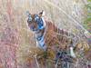 Photo d'avis client sur Circuit du Triangle d'Or avec Ranthambore 1