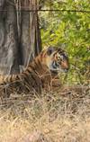 Photo d'avis client sur Circuit du Triangle d'Or avec Ranthambore 2