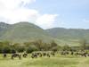 8 Days - Highlights of  Masai Mara and Serengeti Safari Tour customer review photo 1