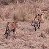 4 Tage Goldenes Dreieck mit Ranthambore Tiger Safari mit Taj Mahal SonnenaufgangSonnenuntergang Foto von Kundenbewertung 1