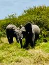 Photo d'avis client sur 12 jours de safari en lodge de luxe au Kenya et en Tanzanie 2