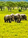 Photo d'avis client sur 12 jours de safari en lodge de luxe au Kenya et en Tanzanie 3