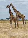 Photo d'avis client sur 12 jours de safari en lodge de luxe au Kenya et en Tanzanie 5