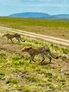 Photo d'avis client sur 12 jours de safari en lodge de luxe au Kenya et en Tanzanie 6