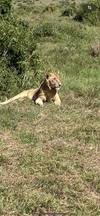 Photo d'avis client sur 5 jours de safari de migration dans le Masai Mara 4