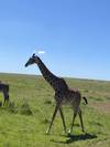 Photo d'avis client sur 5 jours de safari de migration dans le Masai Mara 1