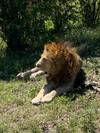 Photo d'avis client sur 5 jours de safari de migration dans le Masai Mara 3