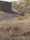 Photo d'avis client sur Circuit du Triangle d'Or avec Ranthambore 1