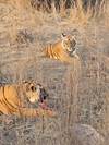 Photo d'avis client sur Circuit du Triangle d'Or avec Ranthambore 2