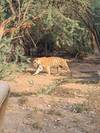 Photo d'avis client sur Circuit du Triangle d'Or avec Ranthambore 3