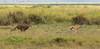 2 Day Amboseli National Park Overnight Safari- Guarantee Daily Departure customer review photo 1