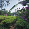 Photo d'avis client sur Aperçu de l'Indochine en 14 jours (Vietnam, Cambodge, Thaïlande) 4