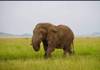 5 Days Tanzania Safari customer review photo 1