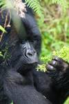 3 Day Gorilla Tracking Mgahinga Gorilla NP Thru Rwanda customer review photo 1