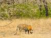 Photo d'avis client sur Aventures à Ranthambore - Safari animalier avec le Triangle d'Or - 7 jours 1