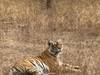 Photo d'avis client sur Aventures à Ranthambore - Safari animalier avec le Triangle d'Or - 7 jours 4